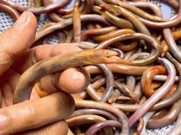 Thị trường - Tiêu dùng - Loài đặc sản lạ ở Việt Nam nhìn 'sợ khiếp vía', dân đi vớt bán 750.000 đồng/kg