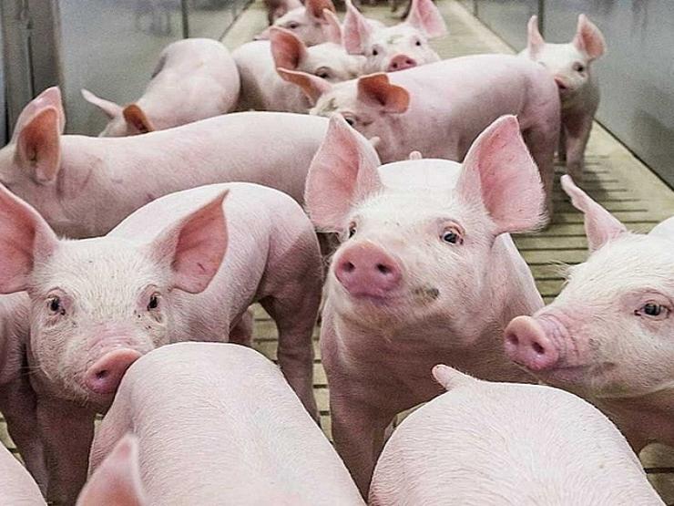 Kinh doanh - Cổ phiếu doanh nghiệp ngành chăn nuôi liên tiếp tăng trần, bất chấp VN-Index thủng đáy