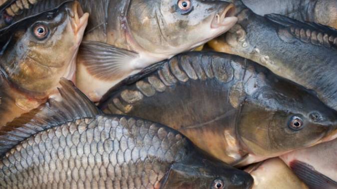 Khi mua cá chép nên chọn con đực hay cái? Chọn nhầm khiến món ăn bị tanh và không ngon - 4