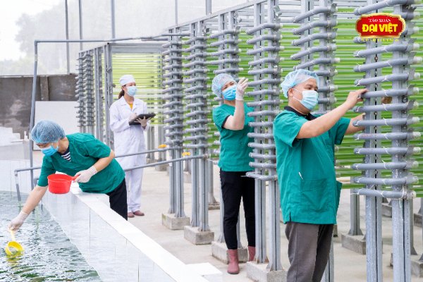 Tảo xoắn Đại Việt mạnh dạn đầu tư hàng ngàn tỷ cho dự án nuôi và chế biến tảo Spirulina quy mô lớn
