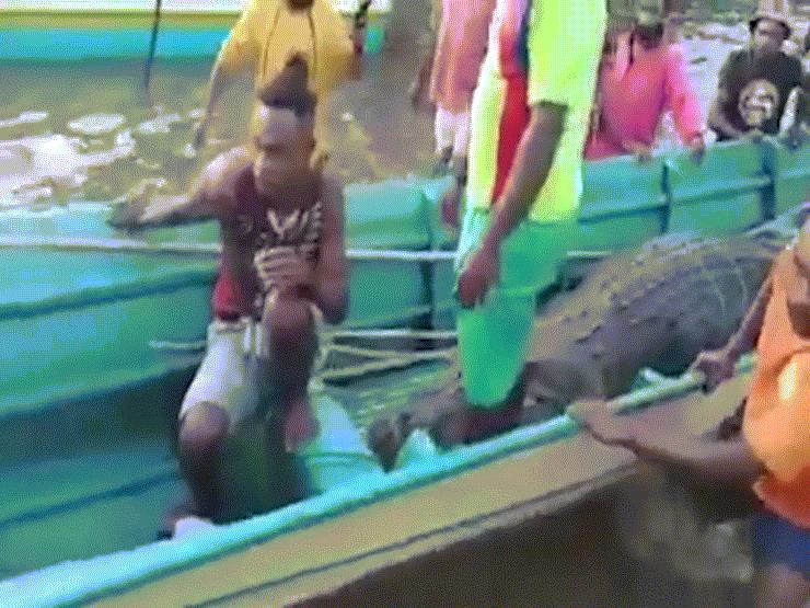 Phi thường - kỳ quặc - Bắt cá sấu 4 mét có bụng phình bất thường, rạch bụng thấy cảnh đau lòng