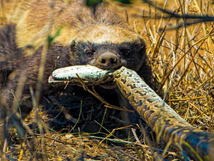 Media - "Miễn nhiễm nọc độc", lửng mật khiến rắn, chó hoang, linh cẩu ôm hận