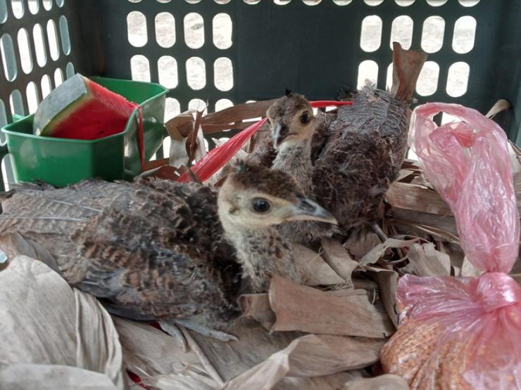 Thị trường - Tiêu dùng - Mất 4 tiếng mỗi ngày chăm sóc con vật này, 9x Bắc Giang thu cả tỷ đồng/năm