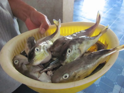 Tuyệt đối không sử dụng cá nóc làm thực phẩm để phòng ngừa ngộ độc.