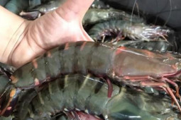 Ẩm thực - Phần đen trên đầu tôm chứa gạch hay chứa phân?