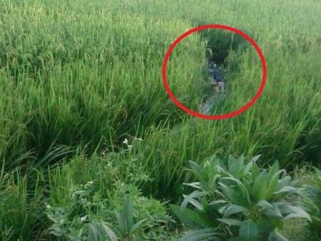 Pháp luật - Giăng điện bẫy chuột ở ruộng lúa khiến một nam thanh niên tử vong