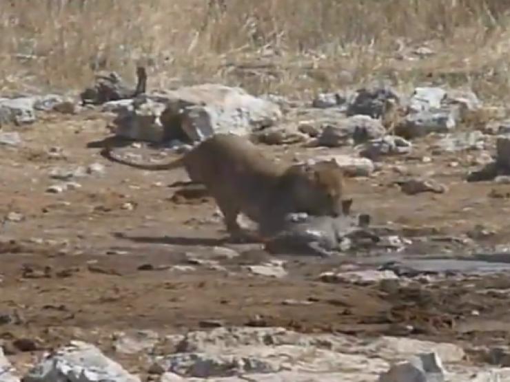 Media - Vừa săn được lợn rừng, sư tử cái bất lực nhìn kẻ cướp lấy mất con mồi