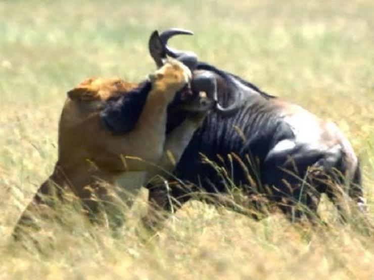 Media - Bỏ chạy bất thành, linh dương vùng vẫy dưới nanh vuốt sư tử