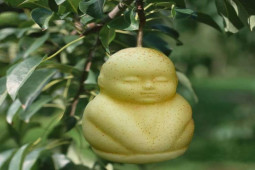 Ẩm thực - 7 loại trái cây đắt nhất thế giới, nhìn giá ai cũng choáng váng