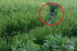 An ninh - Xã hội - Giăng điện bẫy chuột ở ruộng lúa khiến một nam thanh niên tử vong