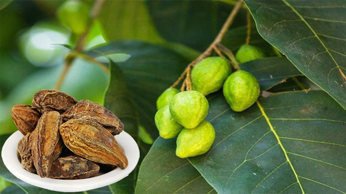 Quả Chiêu liêu với 11 hoạt động dược lý tốt cho sức khỏe con người