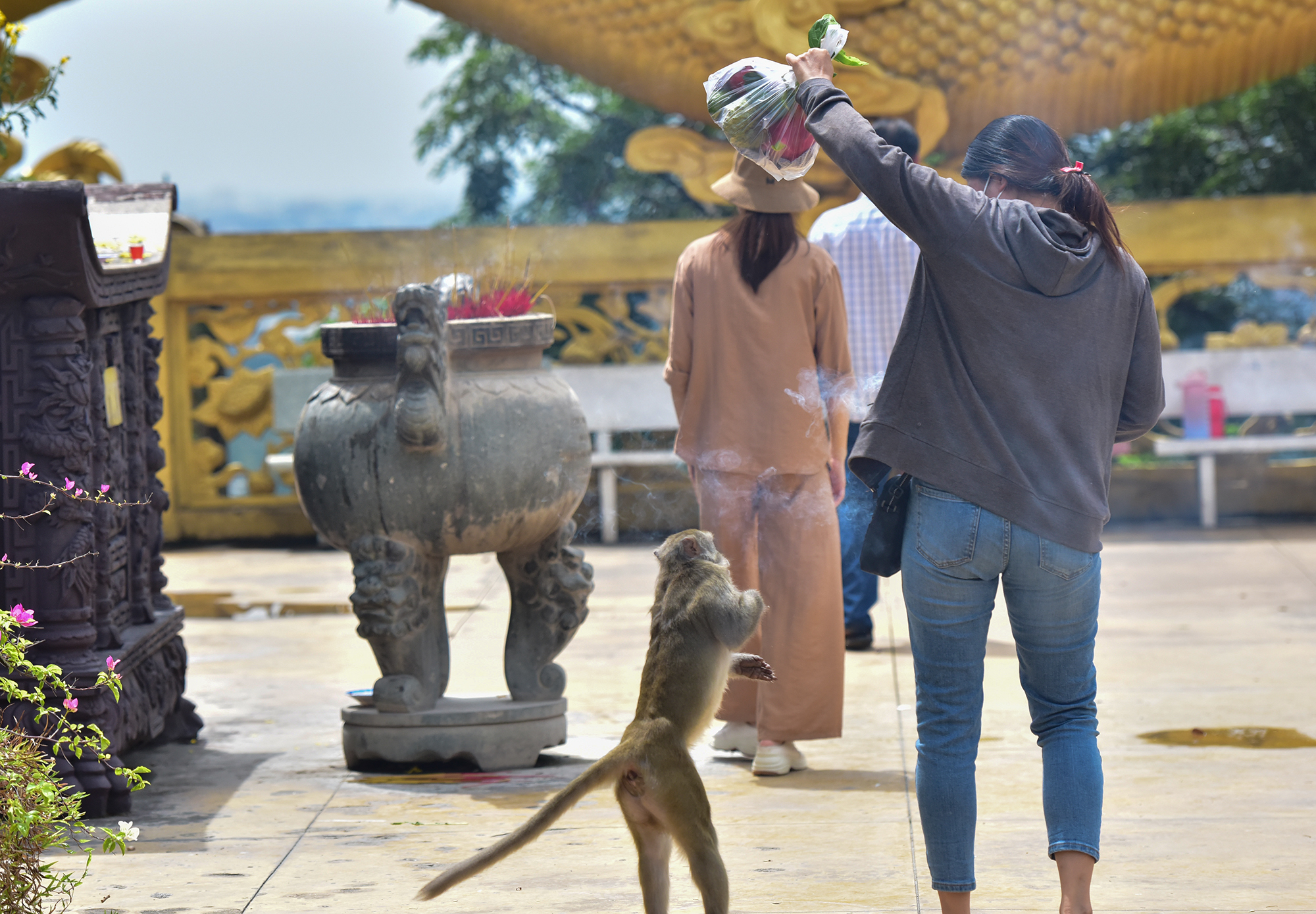 Ảnh: Đàn khỉ sống “nương nhờ” cửa Phật trên đỉnh núi ở Bình Dương - 10