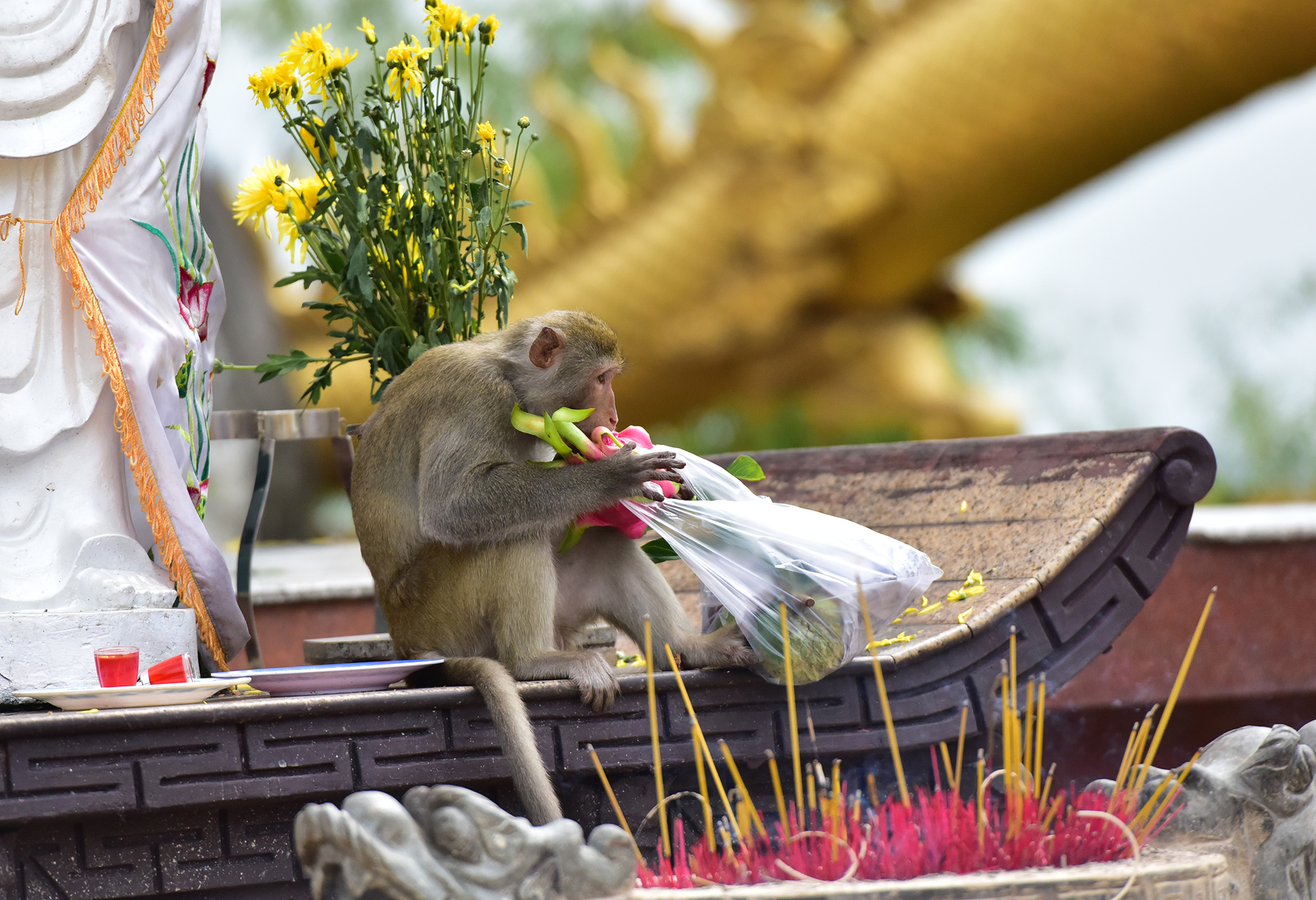 Những năm gần đây, quá trình đô thị hoá khiến môi trường sống xung quanh bị thu hẹp, thức ăn chủ yếu của chúng là trái cây của du khách đến viếng chùa. Nhiều cá thể khỉ trở nên bạo dạn giật đồ cúng, thức ăn, nước uống ngay trên tay người dân đến viếng.
