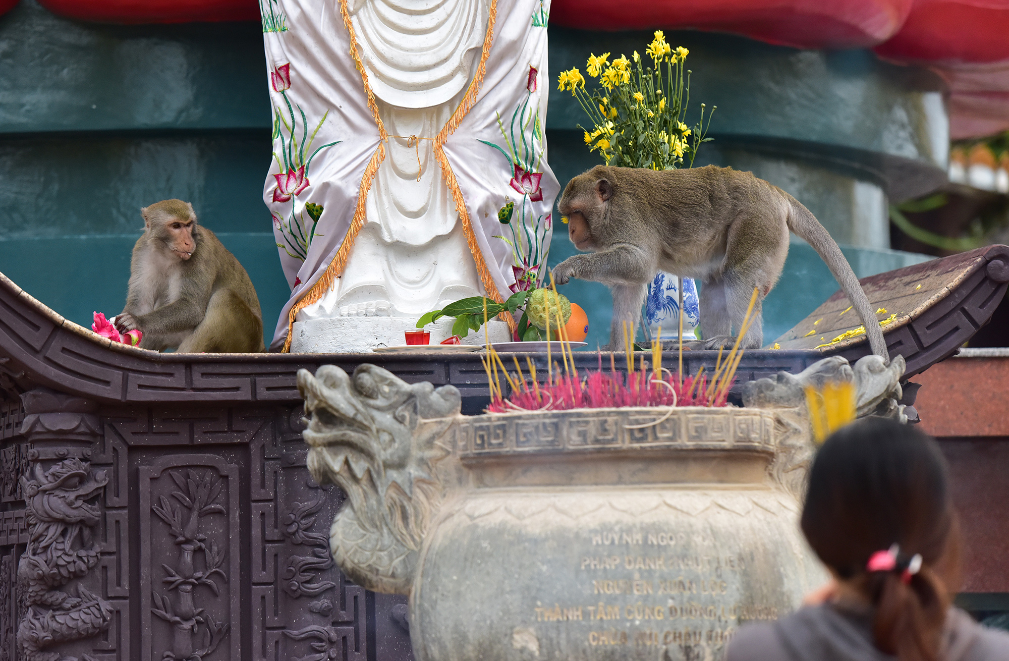 Nguồn trái cây hằng ngày của chúng do du khách mang tới thắp hương.