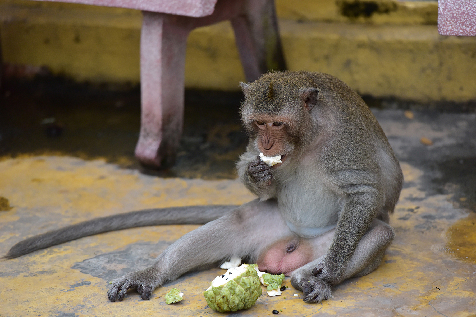 Đàn khỉ có con khỉ đầu đàn luôn dành được thức ăn và cảnh giác với những người đến gần.