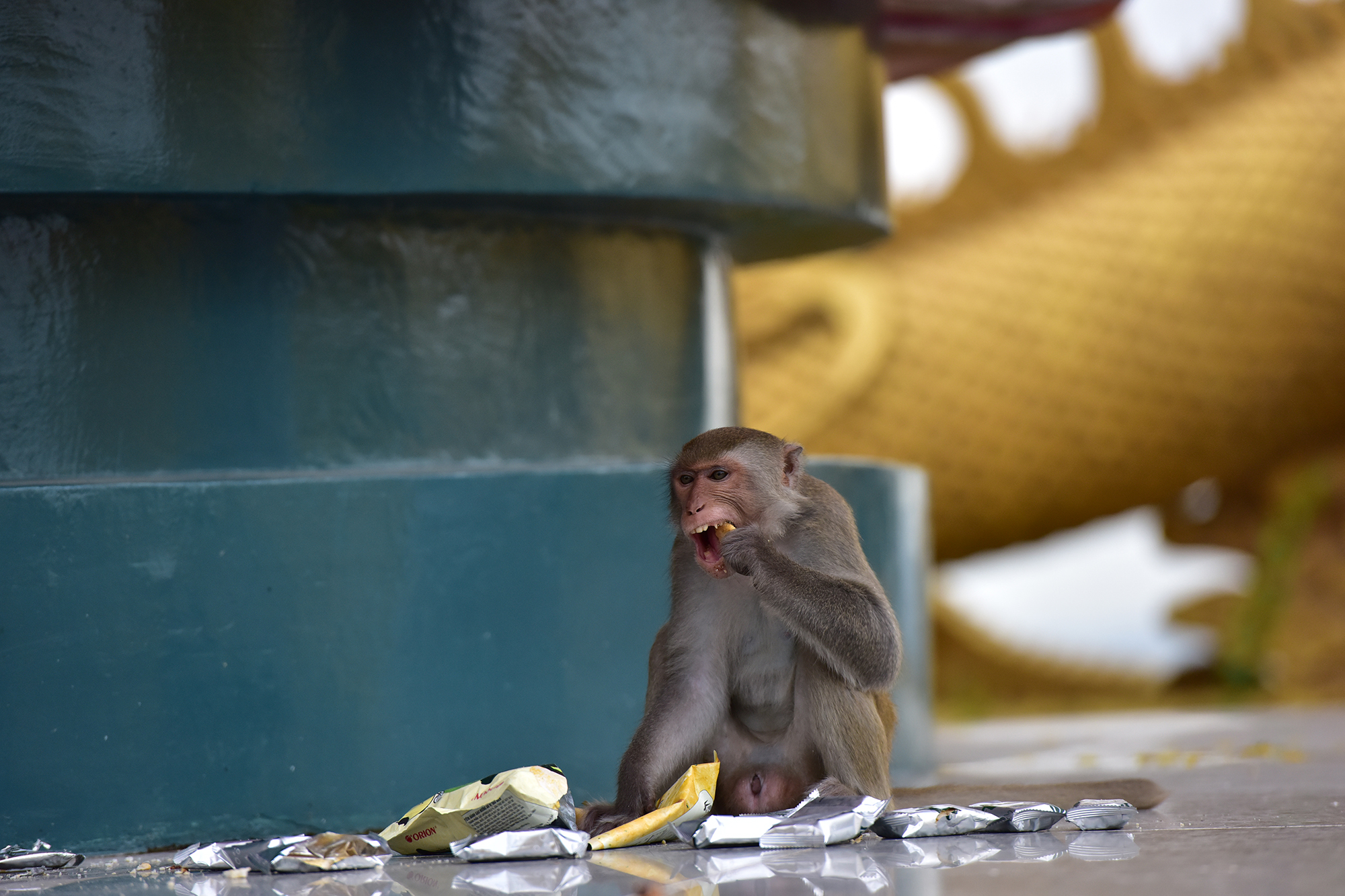 Ảnh: Đàn khỉ sống “nương nhờ” cửa Phật trên đỉnh núi ở Bình Dương - 15