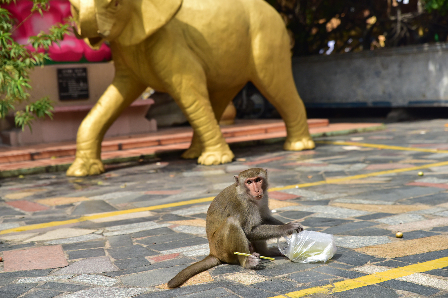 Những hộp bánh, chai nước, hộp sữa hay ly nước chúng lấy được của du khách đều mở để ăn uống rất thành thạo.