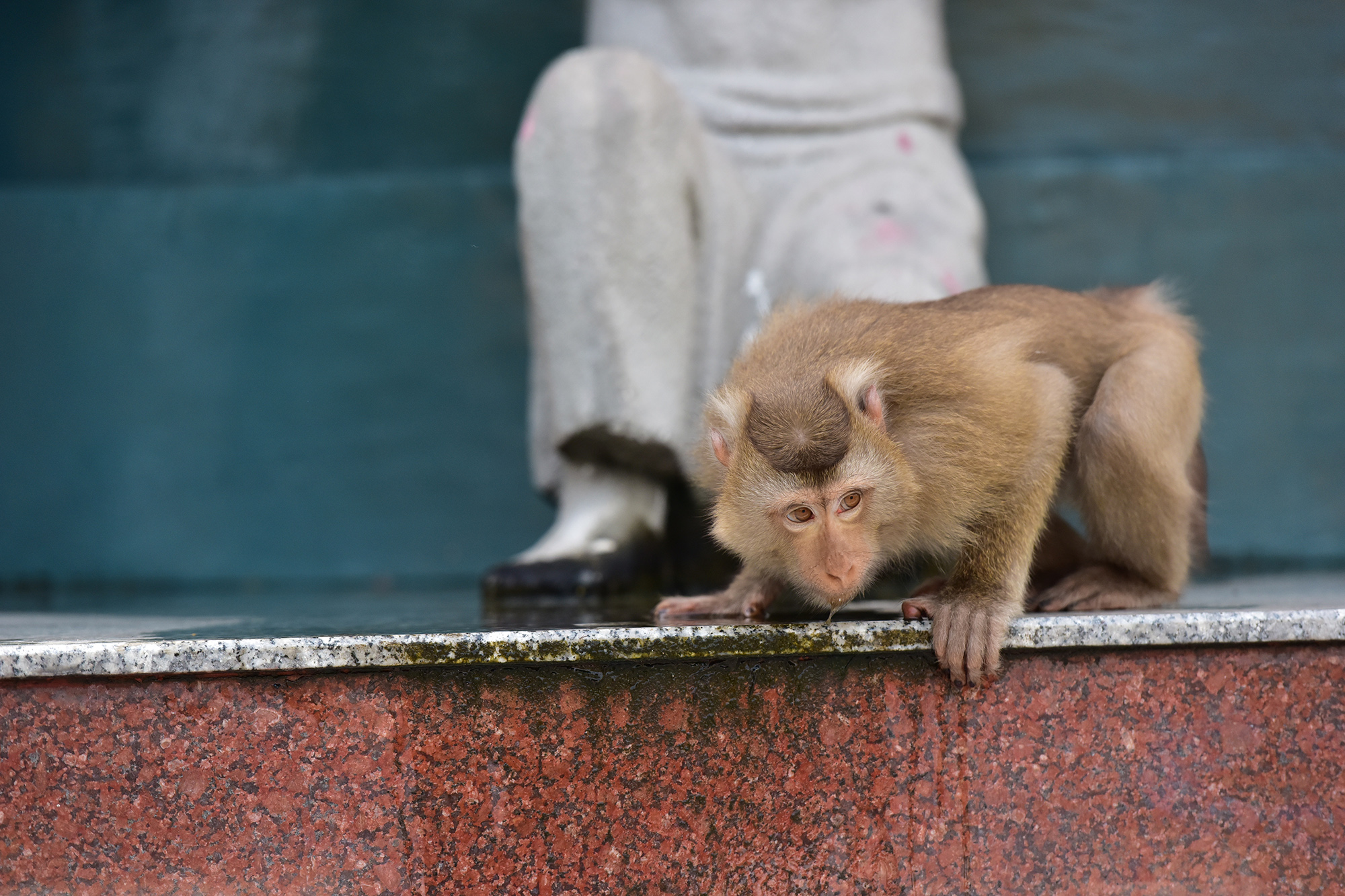 Thời gian trước, nhiều cá thể khỉ tìm xuống nhà dân để kiếm ăn, tấn công cả người dân và du khách do bị chọc ghẹo, giật đồ của khách… nên các cơ quan chức năng đã di dời một số lượng lớn cá thể khỉ tại chùa đến môi trường sống thích hợp.