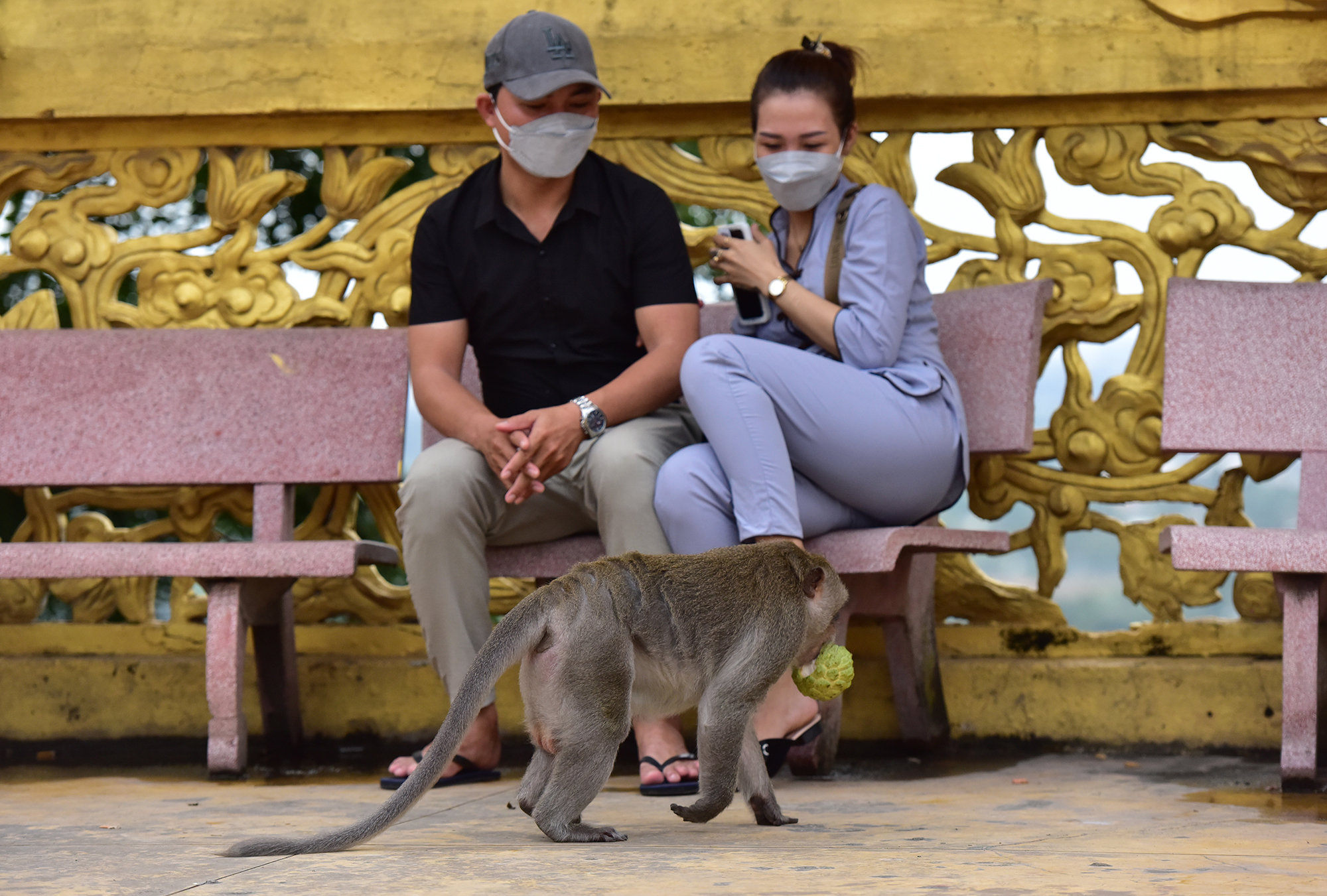Hiện đàn khỉ vẫn chưa được di dời hết, nhiều cá thể vẫn đang sinh sống xung quanh và trong khuôn viên chùa.