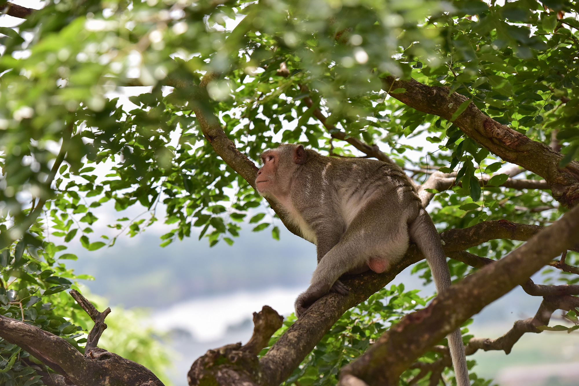 Ảnh: Đàn khỉ sống “nương nhờ” cửa Phật trên đỉnh núi ở Bình Dương - 7