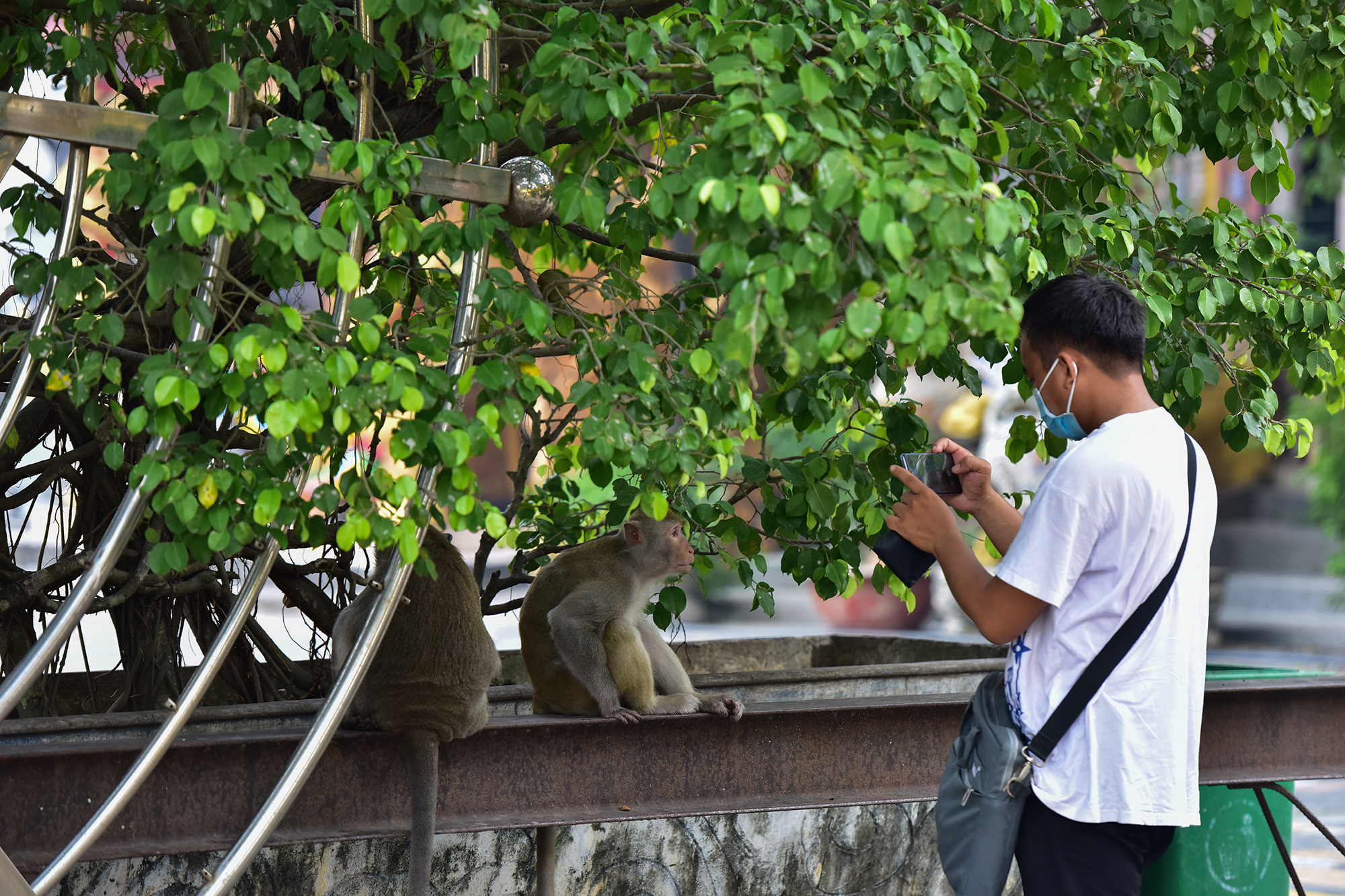 Đây là đàn khỉ đuôi dài và khỉ đuôi lợn được phóng sinh và gia tăng số lượng cá thể sau thời gian sinh sản tự nhiên trong 20 năm qua. Mỗi lần đến ngôi chùa này, du khách sẽ thấy đàn khỉ leo trèo, di chuyển khắp nơi.