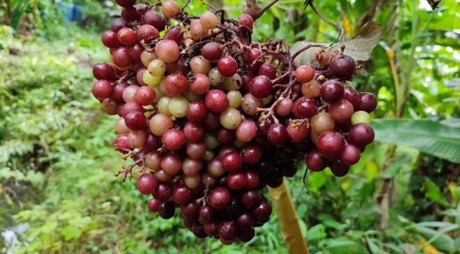 Chàng kỹ sư trẻ bỏ phố về quê làm nông với nhiều khát vọng - 3