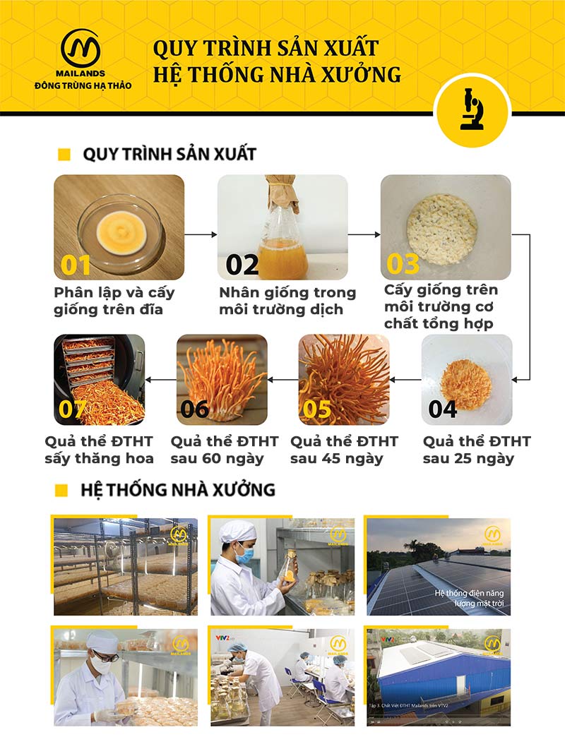Mailands - Chặng đường 2 năm khẳng định chất lượng Đông trùng hạ thảo Việt Nam - 4