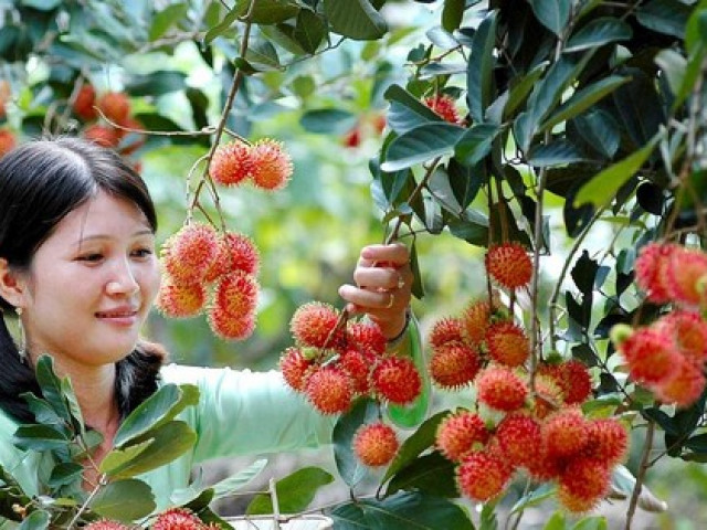 Du lịch - Hè này vi vu miền Tây với "tour vườn trái cây": Cảnh đẹp nghìn like, còn được ăn ngon