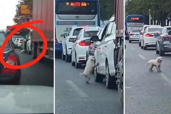 Chú chó bị tài xế ô tô thả xuống con đường đầy xe qua lại. Ảnh: Weibo