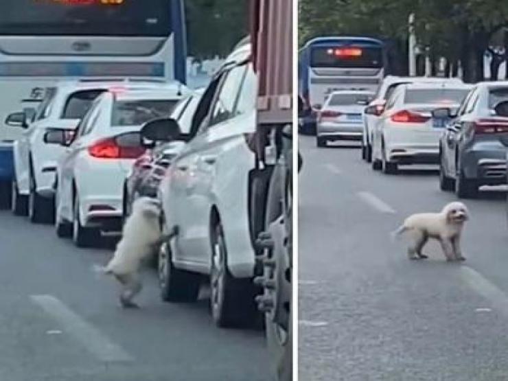 Bạn trẻ - Cuộc sống - Dân tình tranh cãi chuyện chú chó bị bỏ rơi ngay giữa con đường đông xe qua lại