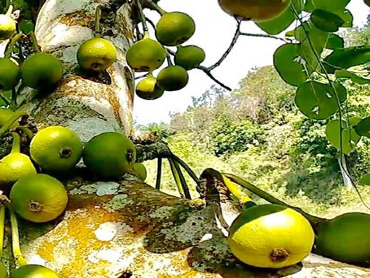 Thị trường - Tiêu dùng - Xưa mọc dại ở quê không ai hái, giá rẻ như cho, nay là "mỏ vàng" giá 200.000 đồng/kg