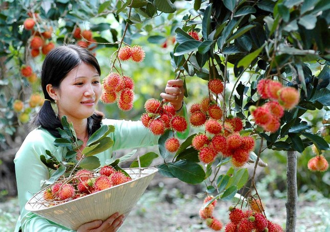 Hè này vi vu miền Tây với "tour vườn trái cây": Cảnh đẹp nghìn like, còn được ăn ngon - 3