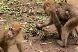 Tin tức trong ngày - Trẻ nhỏ khóc thét vì bị khỉ tấn công trong khu du lịch ở Sơn La
