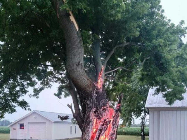 Phi thường - kỳ quặc - Kinh ngạc chứng kiến cảnh lửa cháy đỏ rực bên trong thân cây