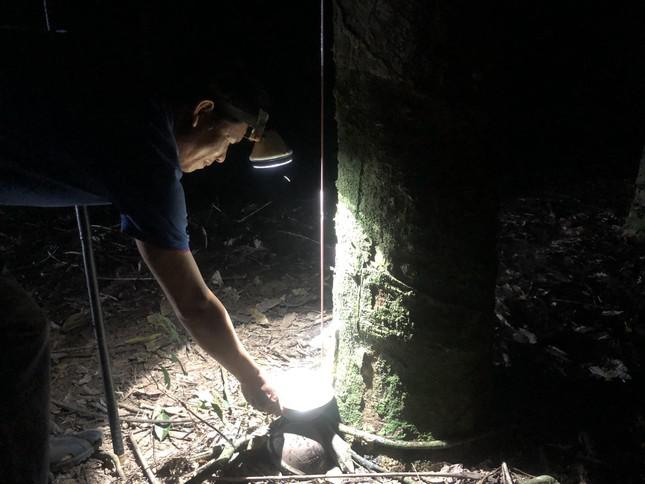 Chị Thanh Thúy cần mẫn cạo 500 cây cao su mỗi đêm, kiếm thu nhập từ 600.000-700.000 đồng/ngày Những “bóng hồng” trong đêm