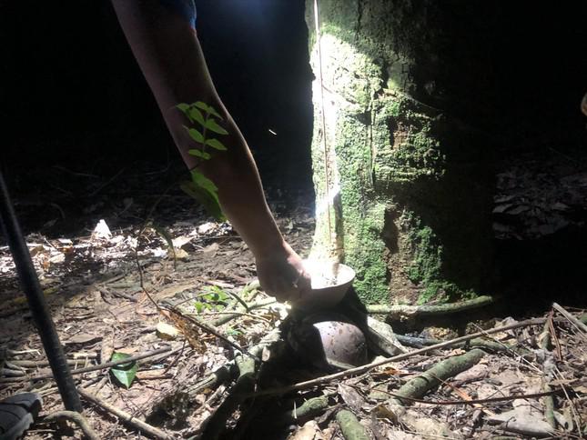 Những giọt mủ cao su thêm những giọt hy vọng