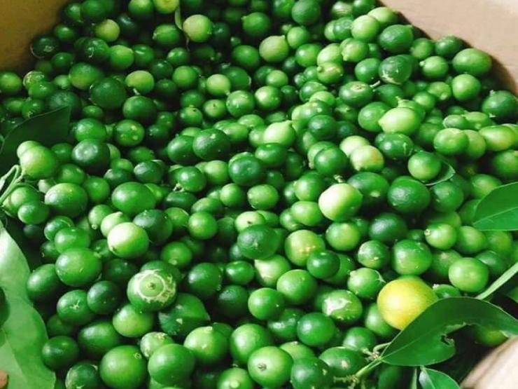 Thị trường - Tiêu dùng - Loại chanh bé như quả quất mà giá bán cao ngất, dân buôn bán hàng tấn mỗi vụ