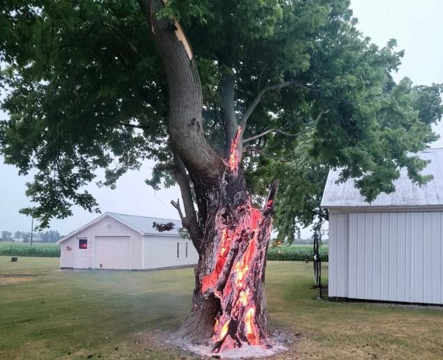 Ngọn lửa cháy đỏ rực bên trong thân cây.