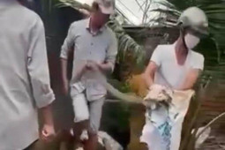 Bị răng rắn hổ mang chúa găm vào tay, 1 người ở Đồng Nai tử vong sau 2 ngày