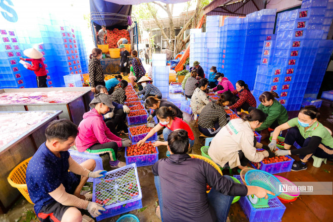 Tại một cơ sở thu mua vải và đóng gói đưa ra thị trường thuộc xã Phì Điền (huyện Lục Ngạn, tỉnh Bắc Giang), có khoảng 30 công nhân đang miệt mài sơ chế vải, ướp đá, cắt cuống, đóng gói… để chuẩn bị mang đi tiêu thụ.