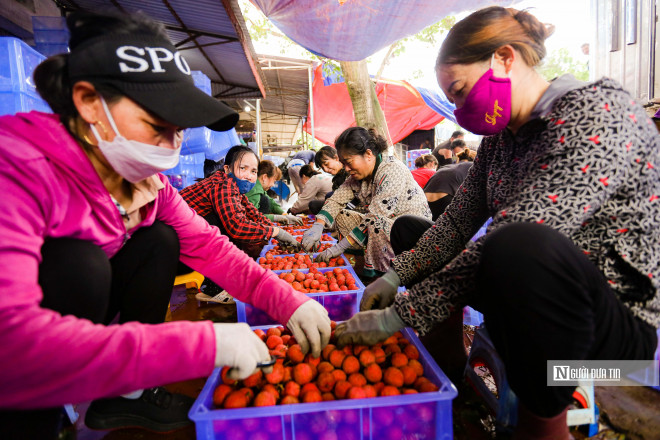 Phần việc cắt cuống, lựa chọn và phân loại vải tương đối nhẹ nhàng do những công nhân nữ phụ trách.