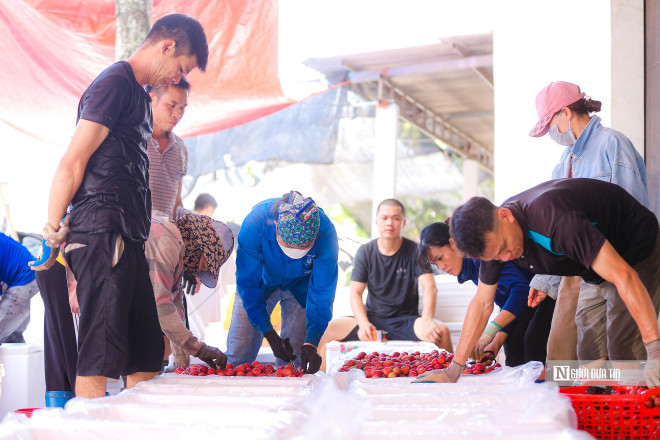 Hoàn tất công đoạn cắt cuống và vệ sinh vải, các nhân công vải sẽ cho vải vào thùng xốp đã được lót đá lạnh ở phía dưới.