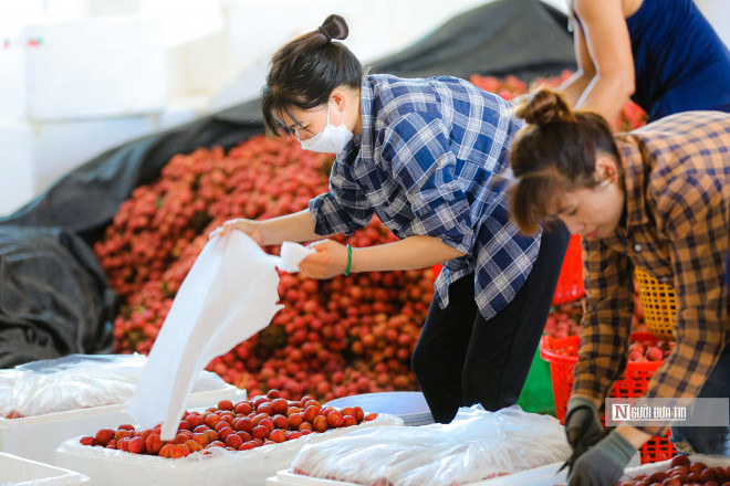 Những công đoạn này được thực hiện tỉ mỉ và không được sai sót nhằm đưa ra thị trường những sản phẩm tốt nhất.