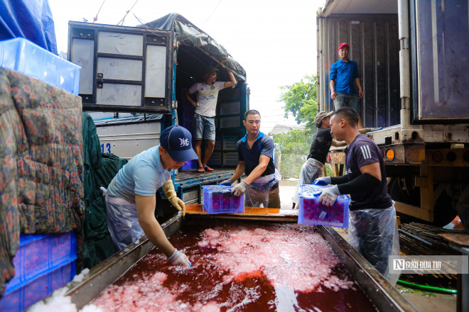 Đối với vải không đóng vào thùng xốp, trước khi cho lên xe vận chuyện đi đều được ngâm qua bể nước đá một lần nữa.