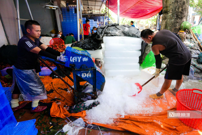 Để giữ được quả vải tươi khi mang ra thị trường, các cơ sở thu mua phải sử dụng hàng nghìn cây đá để giữ lạnh.