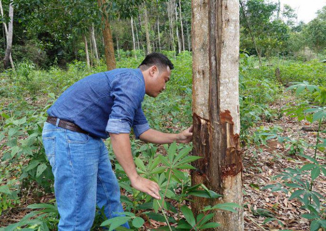 Cây rừng ở huyện Vĩnh Thạnh bị "đầu độc" để chiếm đất làm rẫy