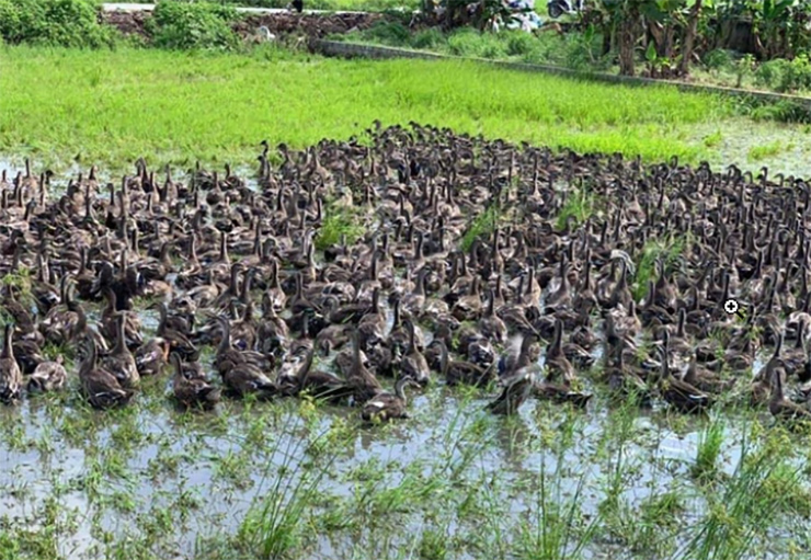 Vịt trời lại là loại gia cầm nuôi khá mới bởi nó là loài hoang dã chưa thực sự thuần hóa với môi trường chăn nuôi. 
