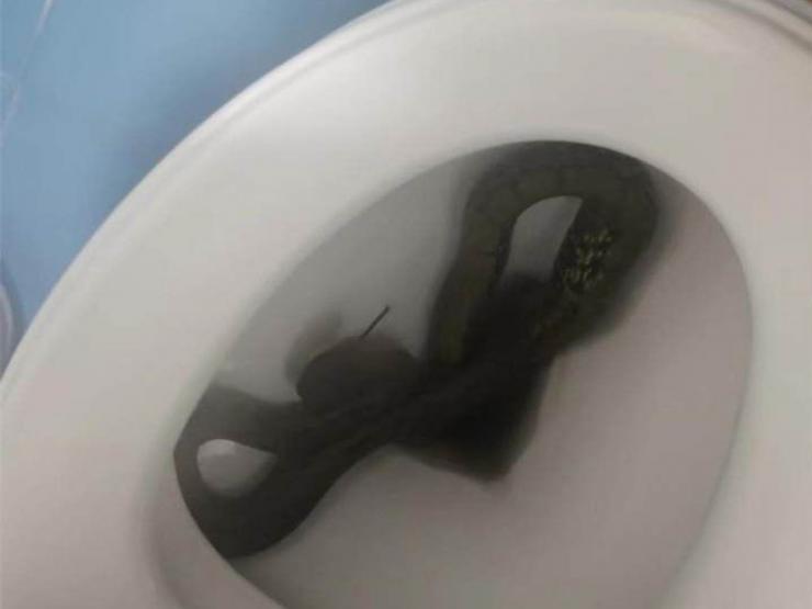Bạn trẻ - Cuộc sống - Đi vệ sinh, người phụ nữ kinh hoàng khi thấy con rắn chui ra từ bồn cầu