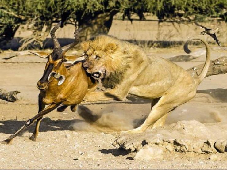 Media - Pha đánh úp bất ngờ, "vua đồng cỏ" đoạt mạng linh dương đầu bò