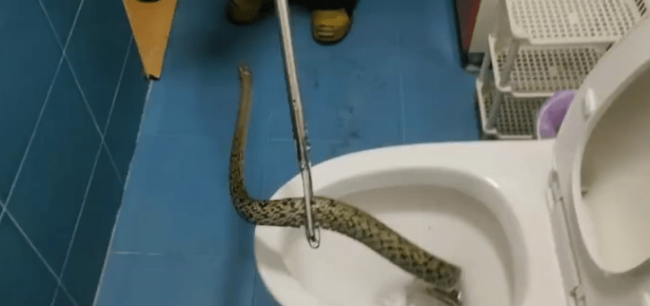 Đi vệ sinh, người phụ nữ kinh hoàng khi thấy con rắn chui ra từ bồn cầu - 3